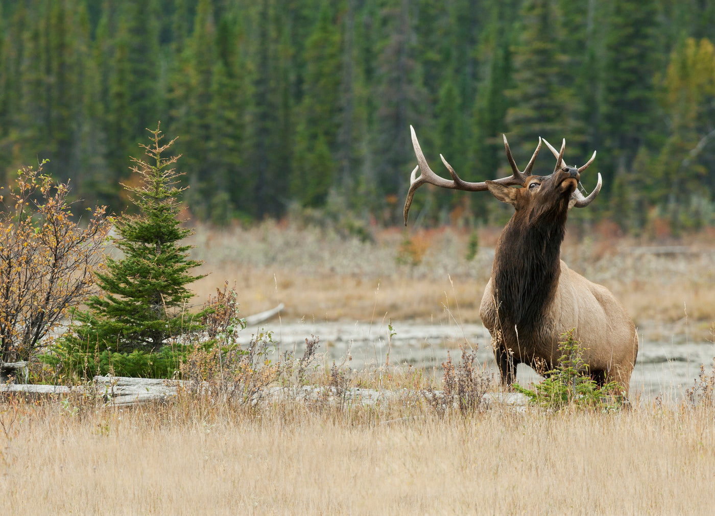 Wild-roaming bull elk in the Rocky Mountains — source of Mountain Wild Pet's 100% wild-sourced dog treats