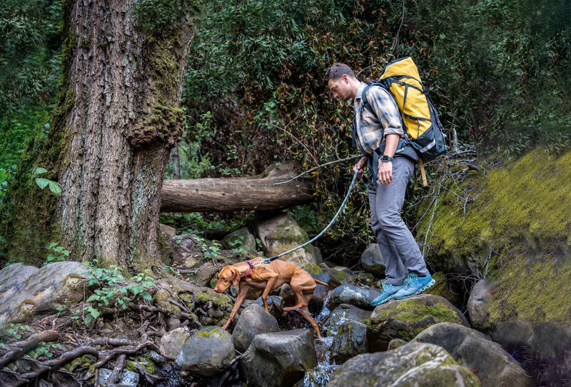 Dog hiking with owner on mountain trail — guide to hiking safely with your dog outdoors
