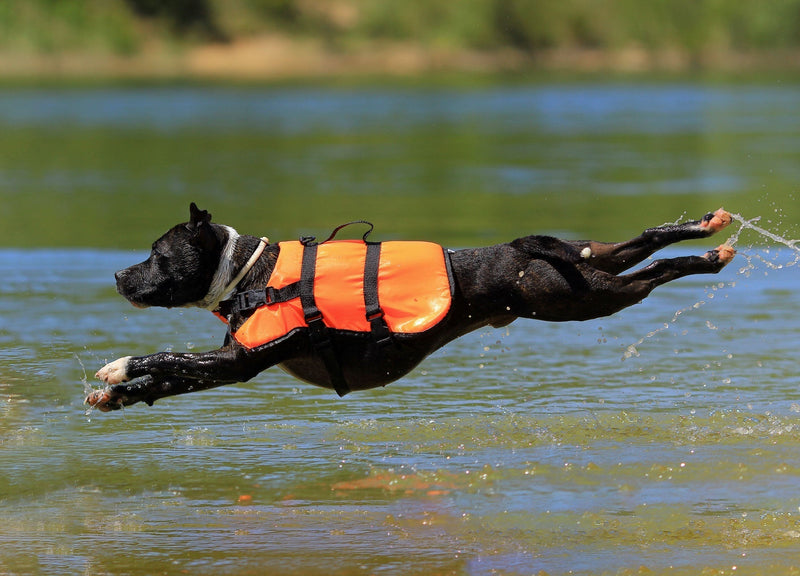 Dog swimming in water — swimming safety tips and life jacket guide for dogs