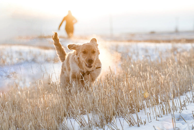Dog in seasonal outdoor setting — how to adjust your dog care routine with the seasons