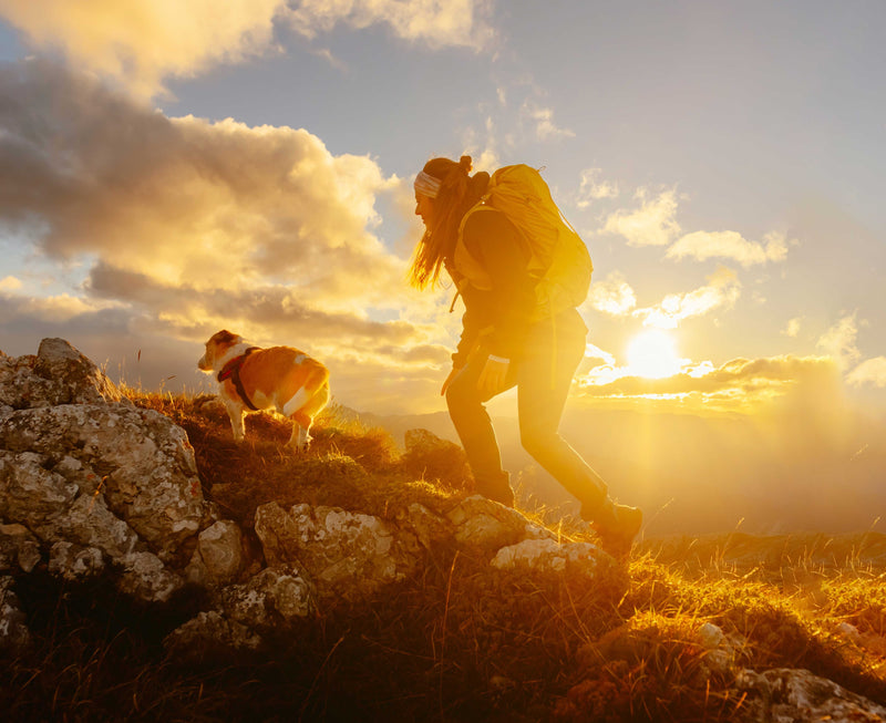 Dog enjoying outdoor activity in nature — consistent exercise for healthy, happy dogs