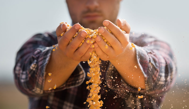 Corn and grain fillers in dog food — why grains and fillers are harmful to your dog's health