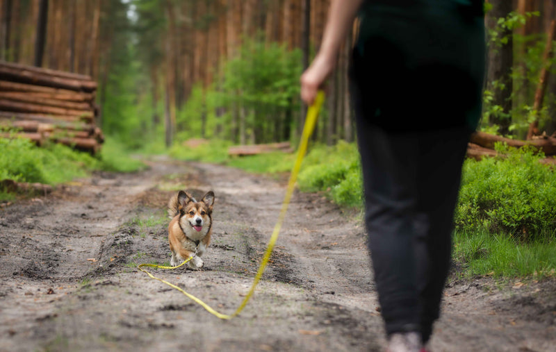 Dog performing recall command off-leash — essential recall training techniques for dogs