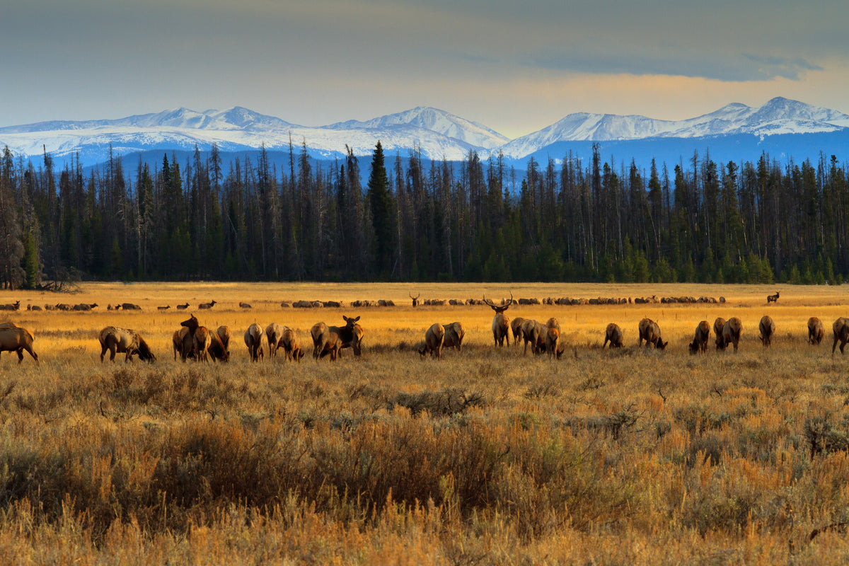 Wild elk herd roaming free in Rocky Mountain wilderness — Mountain Wild Pet's commitment to wildlife conservation and sustainability